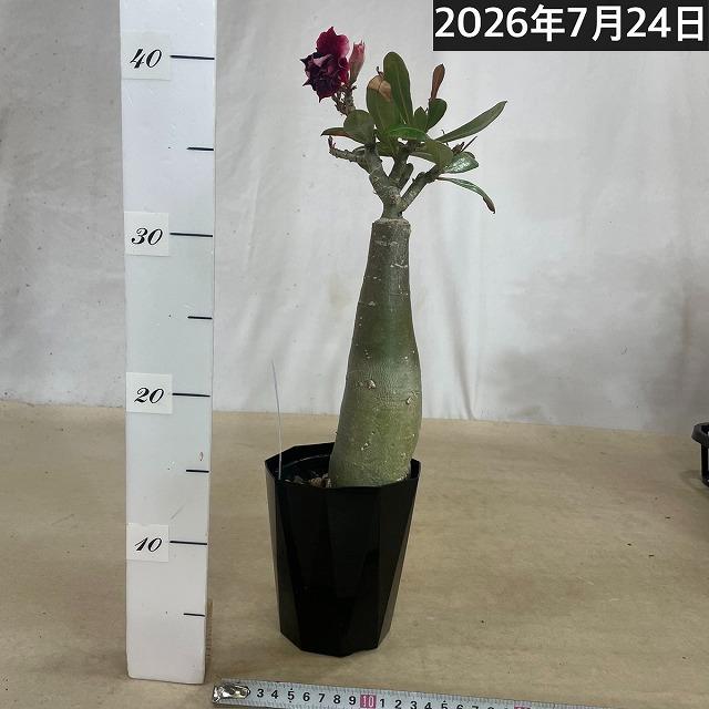 塊根植物　【個体M】アデニウム オベスム 天空のバラ 4号鉢(現品)　コーデックス 多肉植物 乾燥に強い 暑さに強い |  | 01