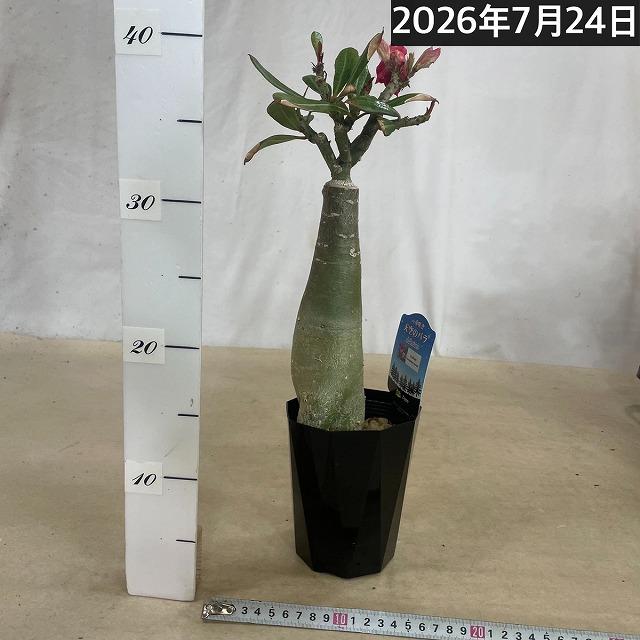 塊根植物　【個体M】アデニウム オベスム 天空のバラ 4号鉢(現品)　コーデックス 多肉植物 乾燥に強い 暑さに強い |  | 02