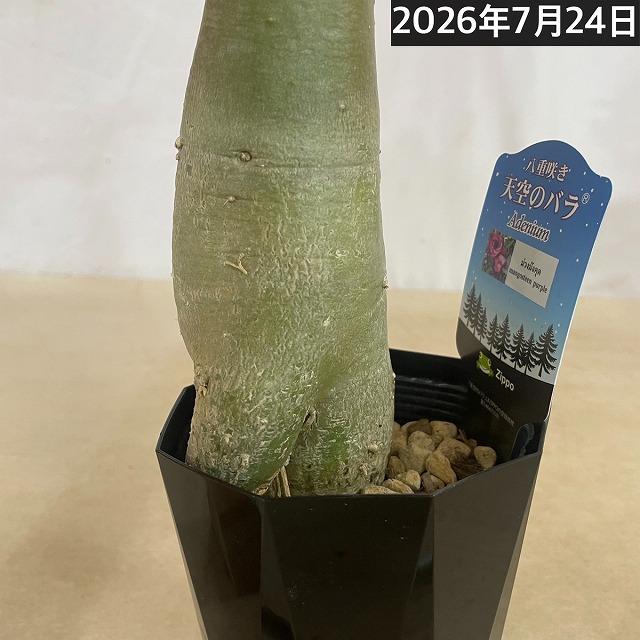 塊根植物　【個体M】アデニウム オベスム 天空のバラ 4号鉢(現品)　コーデックス 多肉植物 乾燥に強い 暑さに強い |  | 03