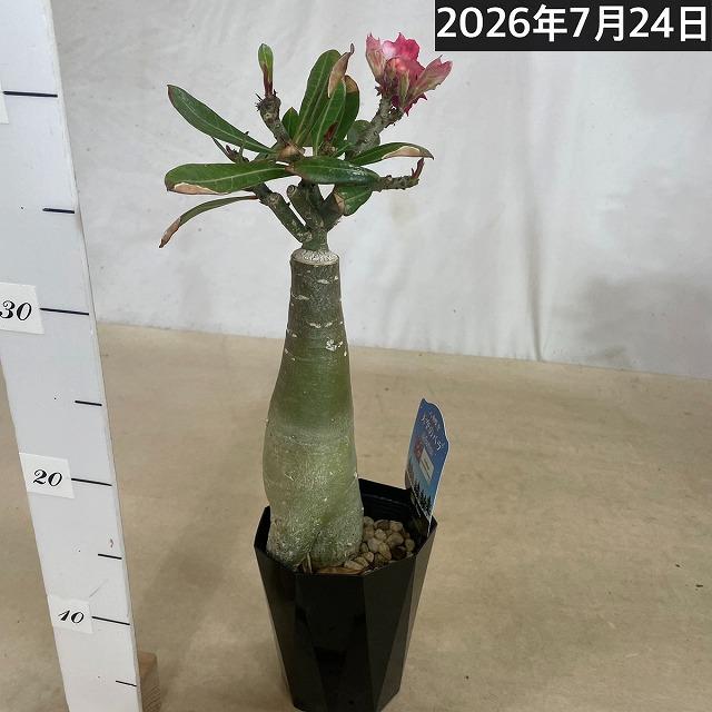 塊根植物　【個体M】アデニウム オベスム 天空のバラ 4号鉢(現品)　コーデックス 多肉植物 乾燥に強い 暑さに強い |  | 04