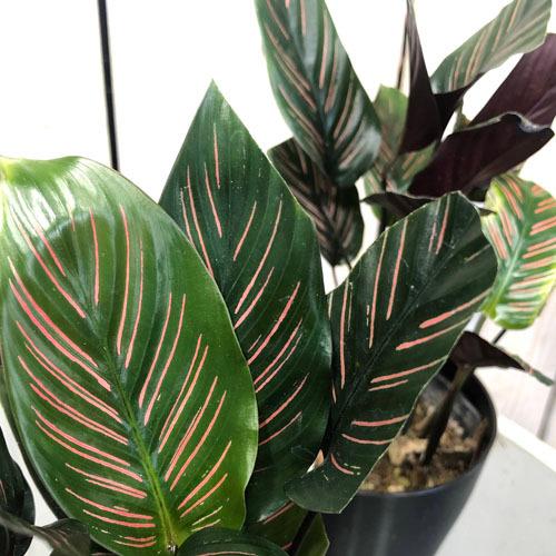 観葉植物 インテリア 室内園芸 カッコイイ 変わった模様 カラテア リネアータ ４号 Leafs ヤフー店 通販 Yahoo ショッピング