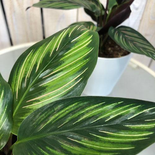 450円 59 以上節約 観葉植物 インテリア 室内園芸 カッコイイ 変わった模様 カラテア ビューティースター ４号