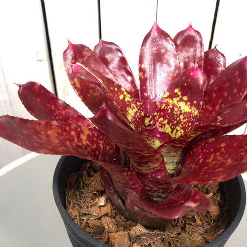 観葉植物 インテリア タンクブロメリア カッコイイ レア マニア ネオレゲリア チャーム ５号 Leafs ヤフー店 通販 Yahoo ショッピング