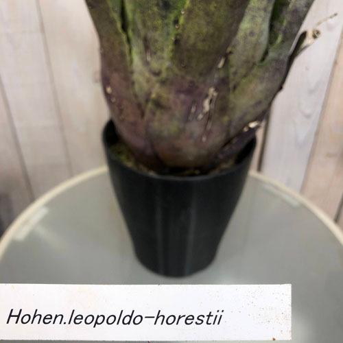 予約販売品 観葉植物 インテリア タンクブロメリア カッコイイ レア マニア ホヘンベルギア レオポルド ホルスティー ６号 個体ｂ 人気が高い Www Maxipiso Com Ar