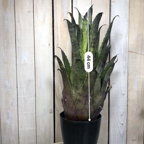 予約販売品 観葉植物 インテリア タンクブロメリア カッコイイ レア マニア ホヘンベルギア レオポルド ホルスティー ６号 個体ｂ 人気が高い Www Maxipiso Com Ar