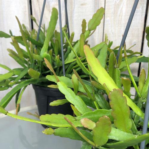 観葉植物 インテリア 耐陰性 育てやすい マニア リプサリス ミクランサ ラウヒオルム ４号吊り鉢 Leafs ヤフー店 通販 Yahoo ショッピング