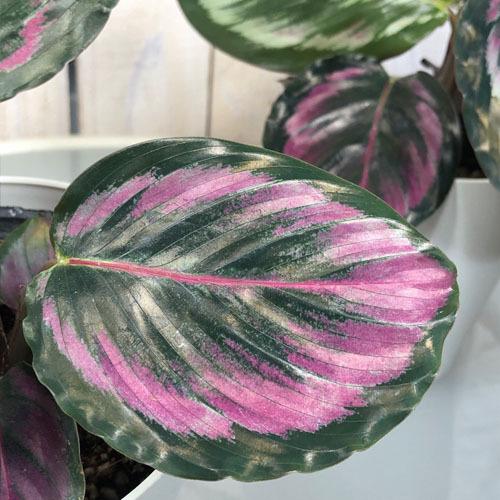 観葉植物 インテリア 室内園芸 カッコイイ 変わった模様 カラテア ニューメダリオン ４号 Leafs ヤフー店 通販 Yahoo ショッピング