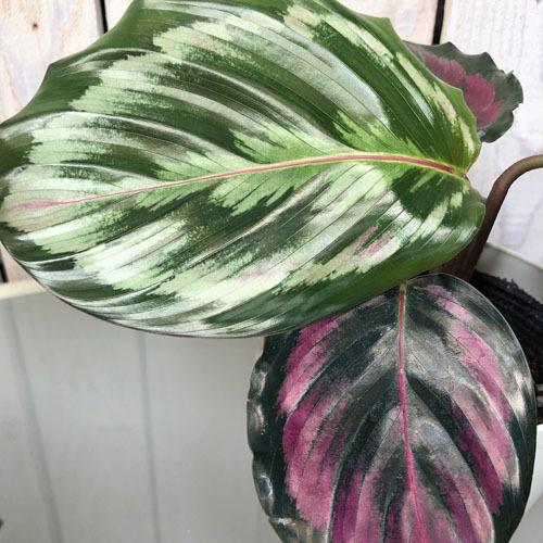 直販大阪 希少 観葉植物 カラテアニューメダリオン 4号 送料込み 新製品の通販 Razzaqassociates Com