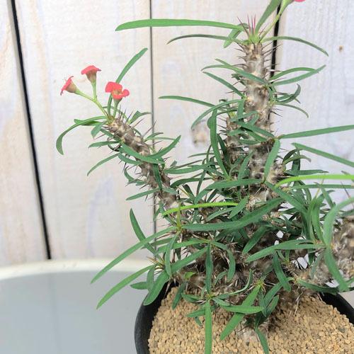 多肉植物 インテリア 乾燥に強い 不思議な形 面白い ユーフォルビア ロッシー ３号 個体ｆ Leafs ヤフー店 通販 Yahoo ショッピング