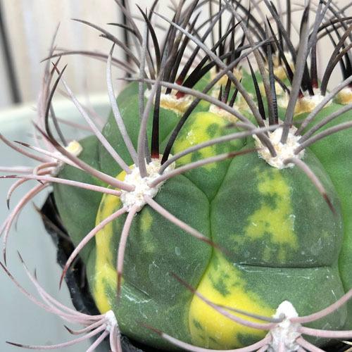 多肉植物 ドライガーデン 乾燥に強い カワイイ マニア サボテン 新天地錦 ギムノカリキウム サグリオニス ３ ５号 個体ｋ Leafs ヤフー店 通販 Yahoo ショッピング