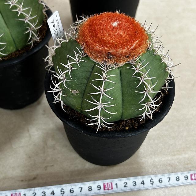 サボテン メロカクタス マタンザヌス 4号鉢(個体おまかせ1鉢)　インテリアグリーン 室内園芸 可愛い かわいい おしゃれ |  | 10