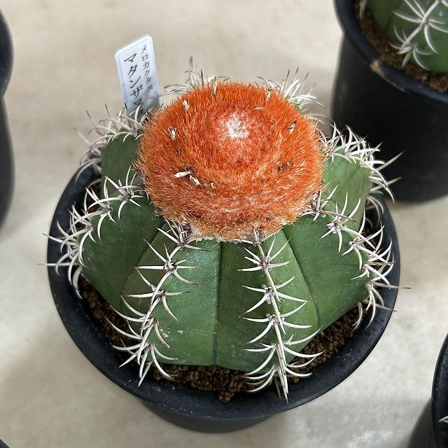 サボテン メロカクタス マタンザヌス 4号鉢(個体おまかせ1鉢)　インテリアグリーン 室内園芸 可愛い かわいい おしゃれ |  | 11