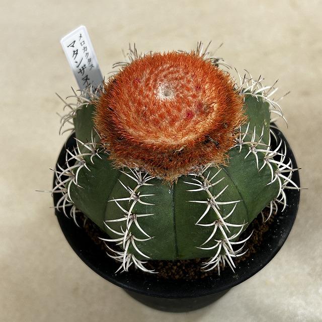 サボテン メロカクタス マタンザヌス 4号鉢(個体おまかせ1鉢)　インテリアグリーン 室内園芸 可愛い かわいい おしゃれ |  | 02