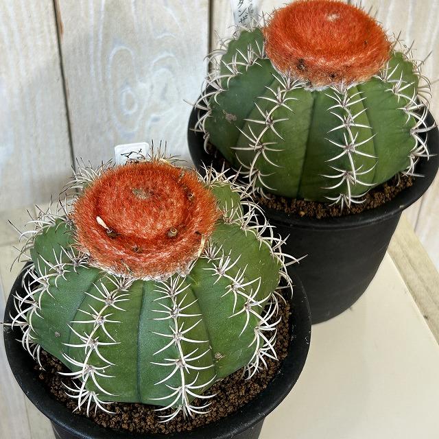 サボテン メロカクタス マタンザヌス 4号鉢(個体おまかせ1鉢)　インテリアグリーン 室内園芸 可愛い かわいい おしゃれ |  | 04