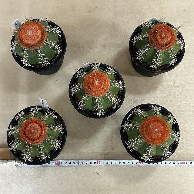 サボテン メロカクタス マタンザヌス 4号鉢(個体おまかせ1鉢)　インテリアグリーン 室内園芸 可愛い かわいい おしゃれ |  | 08