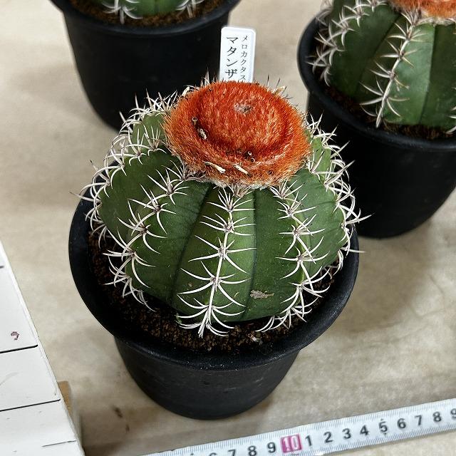 サボテン メロカクタス マタンザヌス 4号鉢(個体おまかせ1鉢)　インテリアグリーン 室内園芸 可愛い かわいい おしゃれ |  | 09