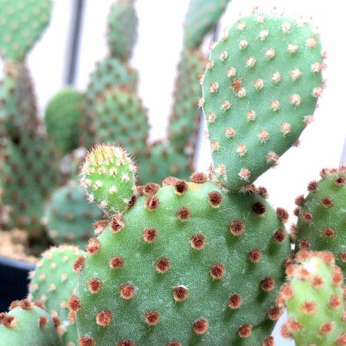 多肉植物 ドライガーデン 乾燥に強い カワイイ マニア サボテン オプンティア ストリクタ センニンサボテン ３ ５号 Leafs ヤフー店 通販 Yahoo ショッピング