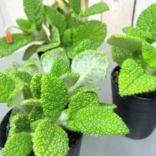 インテリア 観葉植物 かわいい 珍しい マニア シンニンギア フロリアノポリス ３号 Leafs ヤフー店 通販 Yahoo ショッピング