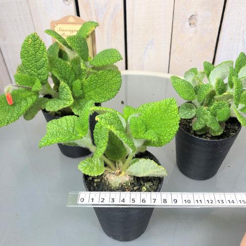 インテリア 観葉植物 かわいい 珍しい マニア シンニンギア フロリアノポリス ３号 Leafs ヤフー店 通販 Yahoo ショッピング