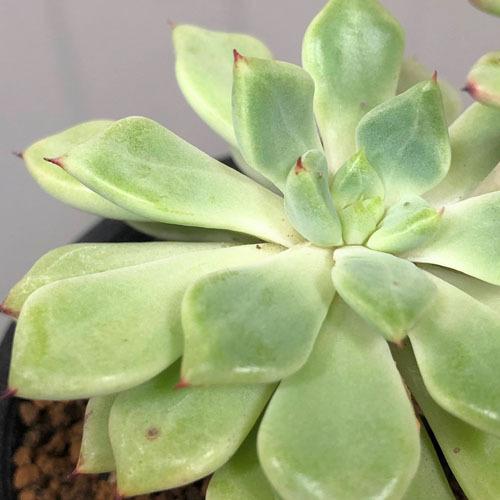 多肉植物 インテリア カワイイ 耐乾性 育てやすい エケベリア セトゴーサ ２ ５号 Leafs ヤフー店 通販 Yahoo ショッピング