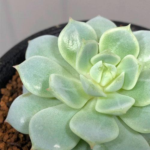 多肉植物 インテリア カワイイ 耐乾性 育てやすい エケベリア 静夜 ２ ５号 Leafs ヤフー店 通販 Yahoo ショッピング