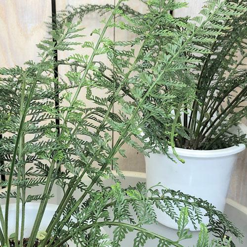 観葉植物 インテリア 耐陰性 カッコイイ オシャレ アスプレニウム ツンベルギー プラスチックファーン ５号 Leafs ヤフー店 通販 Yahoo ショッピング
