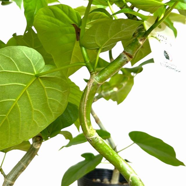 フィカス ウンベラータ 曲がり 4号ロングポット(個体おまかせ1鉢)　観葉植物 インテリア 可愛い おしゃれ 育てやすい |  | 08