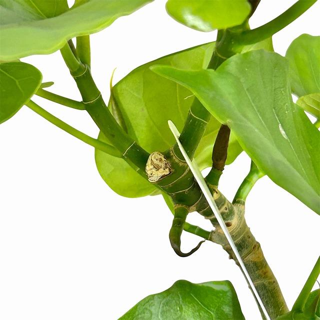フィカス ウンベラータ 曲がり 4号ロングポット(個体おまかせ1鉢)　観葉植物 インテリア 可愛い おしゃれ 育てやすい |  | 09