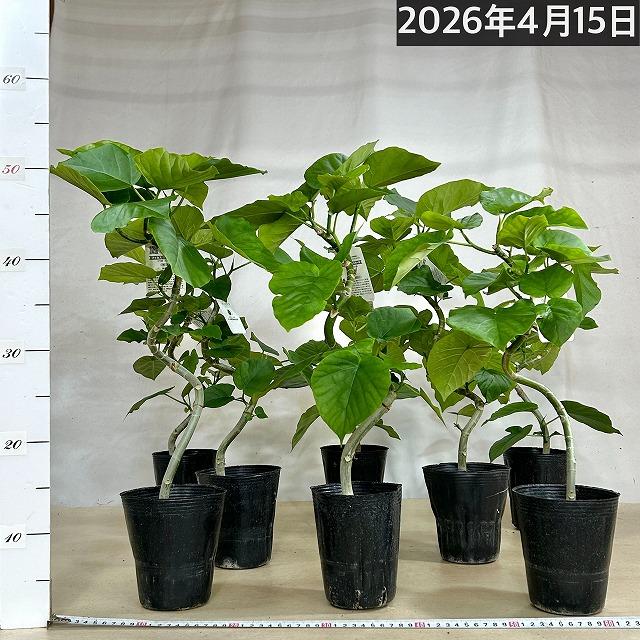 フィカス ウンベラータ 曲がり 4号ロングポット(個体おまかせ1鉢)　観葉植物 インテリア 可愛い おしゃれ 育てやすい |  | 10