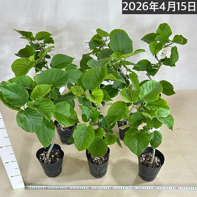 フィカス ウンベラータ 曲がり 4号ロングポット(個体おまかせ1鉢)　観葉植物 インテリア 可愛い おしゃれ 育てやすい |  | 11