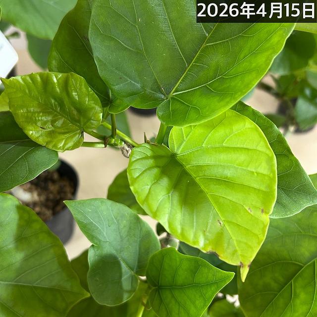 フィカス ウンベラータ 曲がり 4号ロングポット(個体おまかせ1鉢)　観葉植物 インテリア 可愛い おしゃれ 育てやすい |  | 04