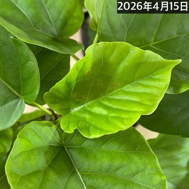 フィカス ウンベラータ 曲がり 4号ロングポット(個体おまかせ1鉢)　観葉植物 インテリア 可愛い おしゃれ 育てやすい |  | 05