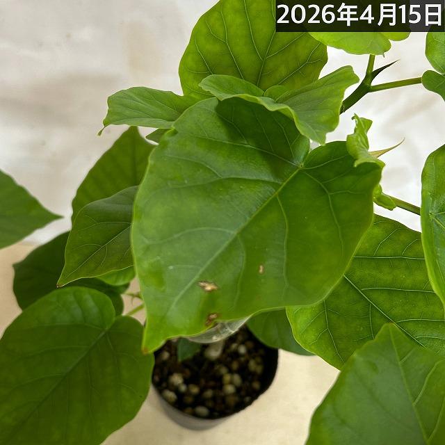 フィカス ウンベラータ 曲がり 4号ロングポット(個体おまかせ1鉢)　観葉植物 インテリア 可愛い おしゃれ 育てやすい |  | 06