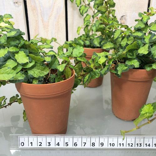 パルダリウム ビバリウム テラリウム 寄せ植え 素材 フィカス プミラ ライム ２号 Leafs ヤフー店 通販 Yahoo ショッピング