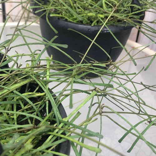 1194円 世界有名な 観葉植物 インテリア オシャレ 珍しい マニア ホヤ レツーサ ５号吊り鉢