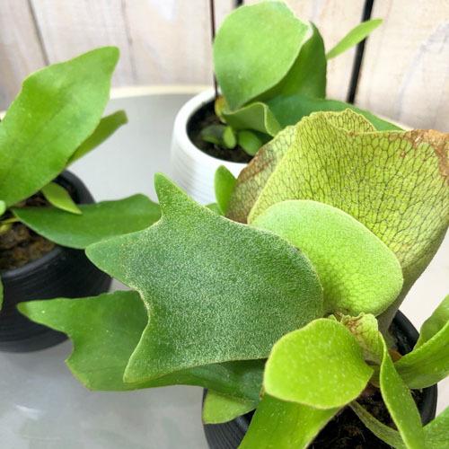 観葉植物 インテリア オシャレ カッコイイ 育てやすい プラティセリウム ビフルカツム コウモリラン ビカクシダ ３号底面