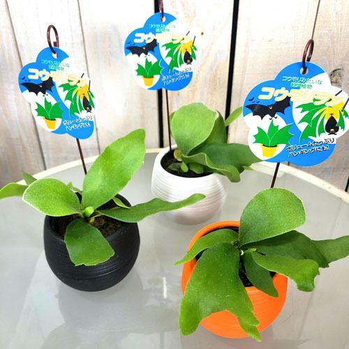 観葉植物 インテリア ギフ 包装 オシャレ カッコイイ 育てやすい ビフルカツム コウモリラン ３号底面給水鉢 プラティセリウム ビカクシダ