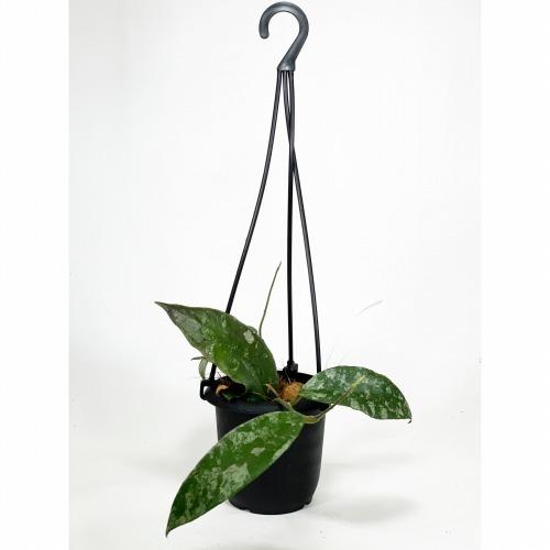 ホヤ(サクララン) カウダータ 3号 カウダタ 観葉植物 レア ホヤ(サクララン) カウダータ 3号 カウダタ 観葉植物 レア