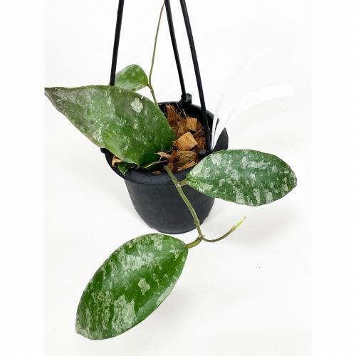 ホヤ(サクララン) カウダータ 3号(個体おまかせ)　カウダタ 観葉植物 レア 珍しい 希少種 インテリア 室内 オシャレ 育てやすい マニア |  | 01