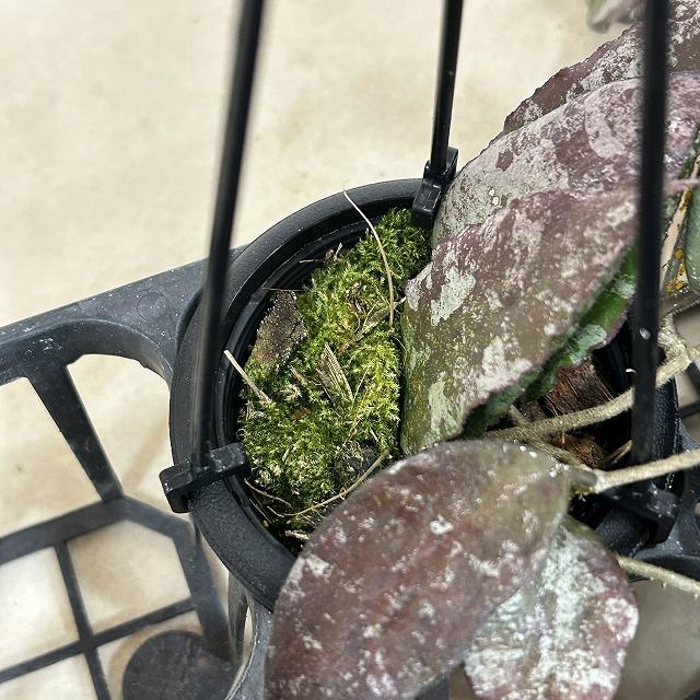 ホヤ(サクララン) カウダータ 3号(個体おまかせ)　カウダタ カウガータ 観葉植物 レア 珍しい 希少種 インテリア 室内 オシャレ 育てやすい マニア |  | 06