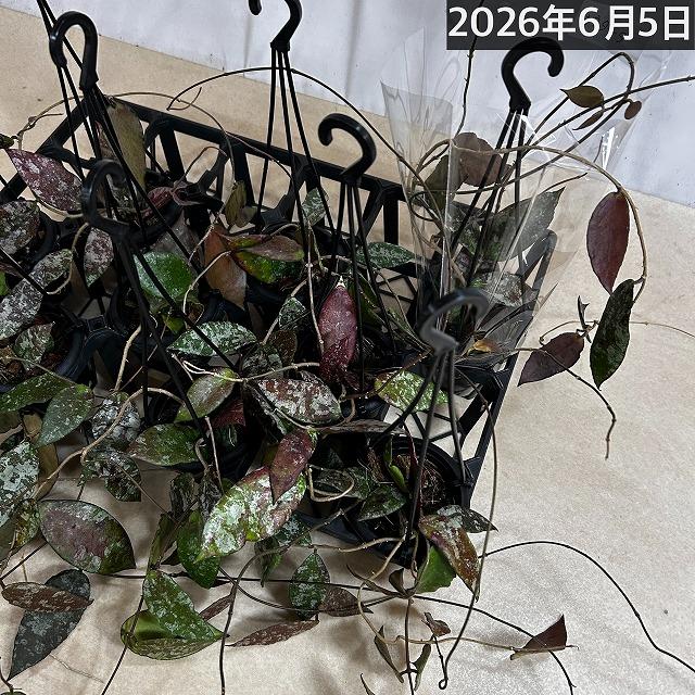 ホヤ(サクララン) カウダータ 3号(個体おまかせ) カウダタ カウガータ