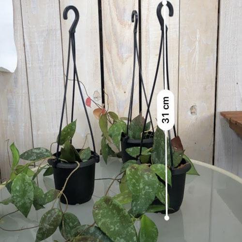 ホヤ(サクララン) カウダータ 3号 カウダタ 観葉植物 レア ホヤ(サクララン) カウダータ 3号 カウダタ 観葉植物 レア