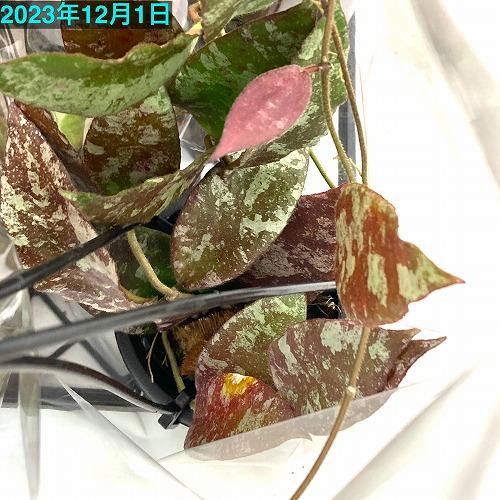 ホヤ(サクララン) カウダータ 3号 カウダタ 観葉植物 レア ホヤ(サクララン) カウダータ 3号 カウダタ 観葉植物 レア