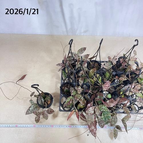 ホヤ(サクララン) カウダータ 3号(個体おまかせ)　カウダタ 観葉植物 レア 珍しい 希少種 インテリア 室内 オシャレ 育てやすい マニア |  | 07