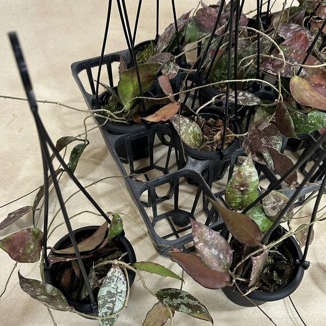 ホヤ(サクララン) カウダータ 3号(個体おまかせ) カウダタ 観葉植物