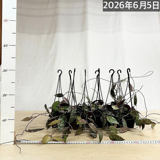 ホヤ(サクララン) カウダータ 3号(個体おまかせ) カウダタ カウガータ
