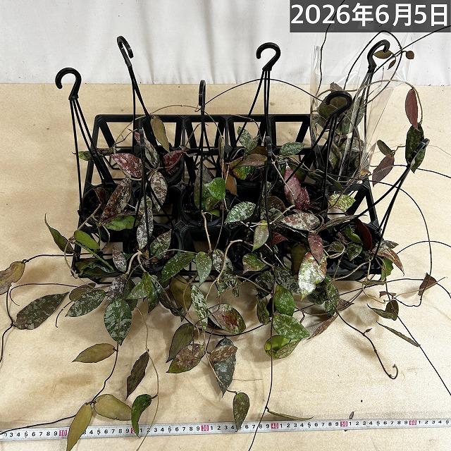 ホヤ(サクララン) カウダータ 3号(個体おまかせ) カウダタ カウガータ