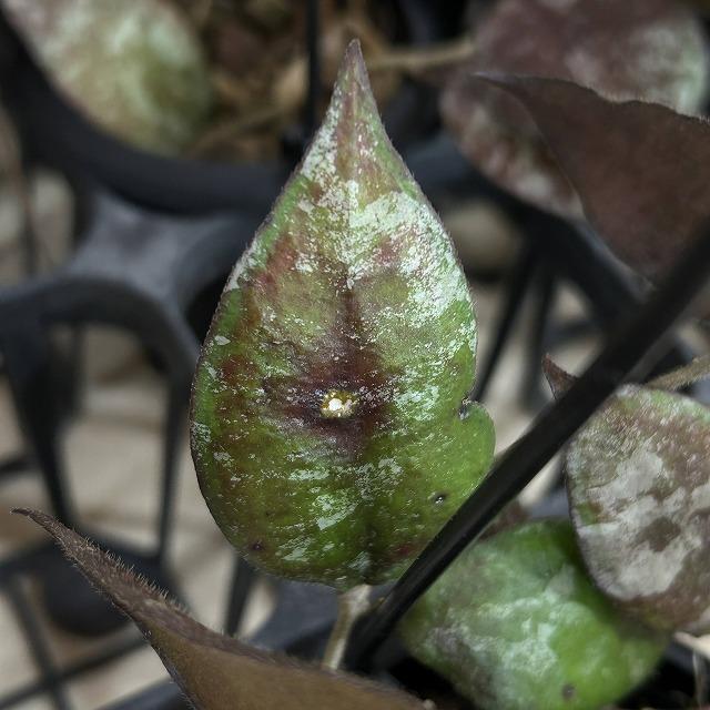 ホヤ(サクララン) カウダータ 3号(個体おまかせ) カウダタ 観葉植物