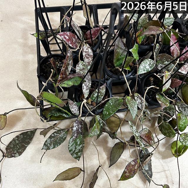 セール　レア　珍種　ホヤ　Hoya chloroleucha サクララン ホヤ(サクララン) カウダータ 3号(個体おまかせ) カウダタ カウガータ
