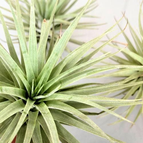 インテリア 観葉植物 オシャレ 室内で育てやすい チランジア エアプランツ フリーセア エスピノーサ Leafs ヤフー店 通販 Yahoo ショッピング